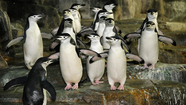 セントラルパーク動物園