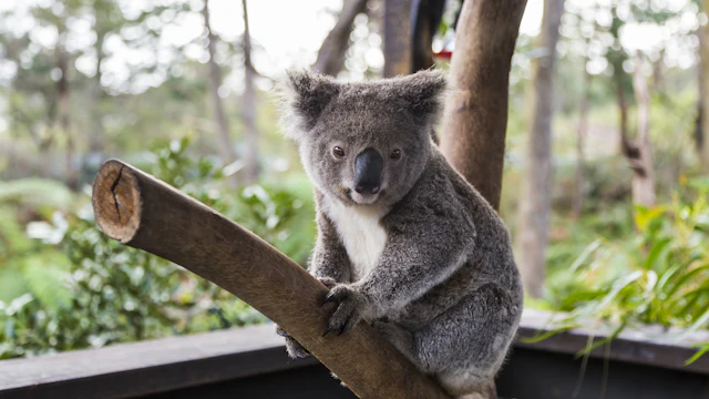 ワイルドライフ・シドニー動物園